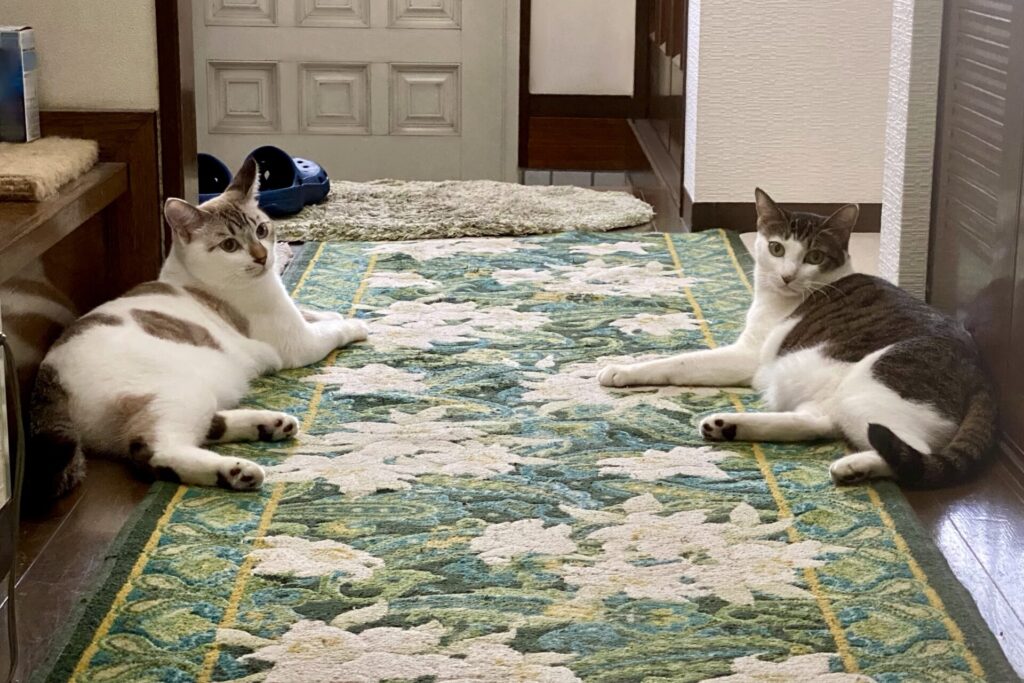 猫とカーペット