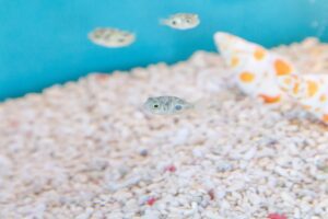 水槽の正しい捨て方5選！大きい・割れた水槽を安全に処分する方法も解説